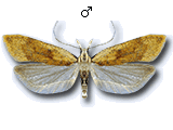 Dichomeridinae
