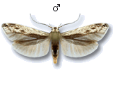 Thiotrichinae