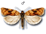 MU
