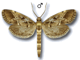 Duponchelia fovealis