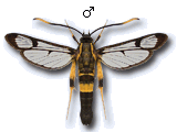 Synanthedon mesiaeformis