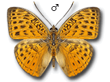 MU
