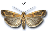 Psorosa dahliella
