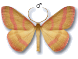 Rhodostrophia calabra