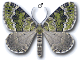 Colostygia olivata
