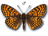 Melitaea (Mellicta) deione
