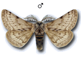 Lycia florentina