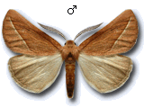 Compsoptera opacaria