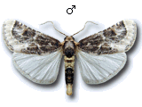 Loryma egregialis