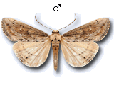 Evergestis isatidalis