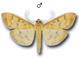 Patania balteata