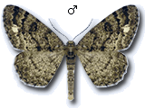 Parectropis similaria