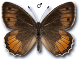 Pseudochazara amymone