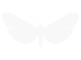 Borkhausenia luridicomella