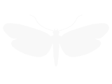 Rhigognostis annulatella